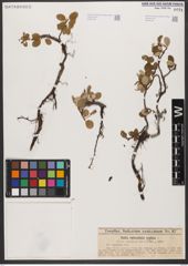Foto von Salix reticulata L.